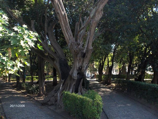 * Atrium of Olives
- L'Atrio degli Ulivi
- Atrio de los Olivos